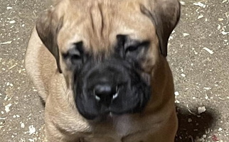 Fawn Colored Boulder Ridge Kennels Bullmastiff for South Eliot, ME