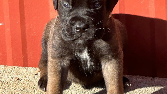 Fawn Colored Caro Bullmastiffs