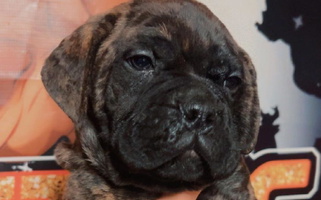 Red Brindle Colored Bessettes Bullies Bullmastiff for South Ashburnham, MA