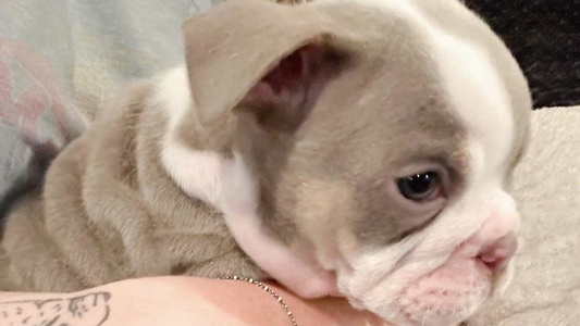 White Colored High Cotton Bulldogs