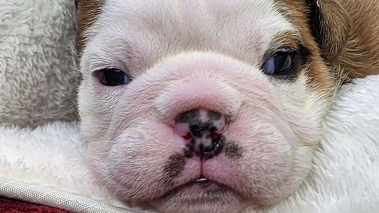 Red And White Colored Bull Mountain Bulldogs