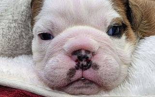 Red And White Colored Bull Mountain Bulldogs Bulldog for Laurel, MT