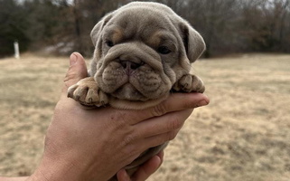 Red and White Colored Cute Thompson Pack Bulldog for Drumright, OK