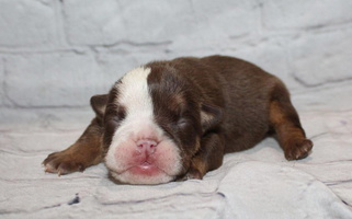 Red and White Colored Hillview Kennels Bulldog for Newark, NY