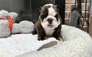 Red and White Colored TnTsBulldogs Bulldog for Cheswold, DE