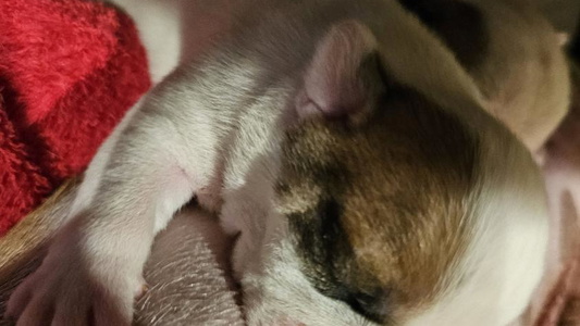 Red and White Colored Northern Neck Bulldogs