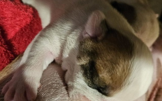 Red and White Colored Northern Neck Bulldogs Bulldog for Callaghan, VA