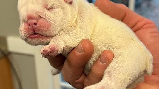 White Colored Happy Place Kennels