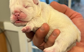 White Colored Happy Place Kennels Bulldog for Cumming, GA