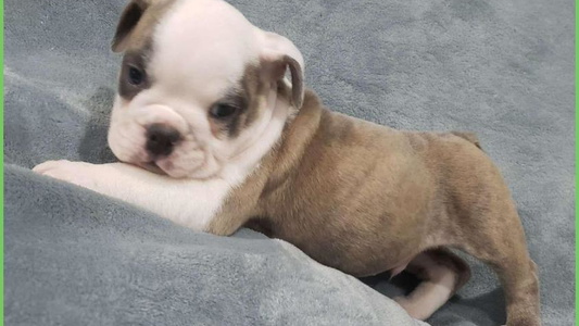 Fawn Brindle And White Colored Jones Boxers & Bulldogs