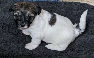 Black Colored Bar W Cotons Coton de Tulear for Mead, OK