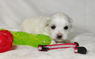 White Colored Cute Legacy Pets Coton de Tulear for Westport, NC