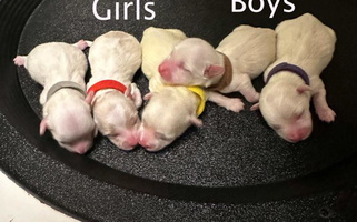 White Colored Daydreaming Cotons Coton de Tulear for Phoenix, AZ