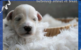 White Colored Buttercup Cotons of Texas Coton de Tulear for Forney, TX