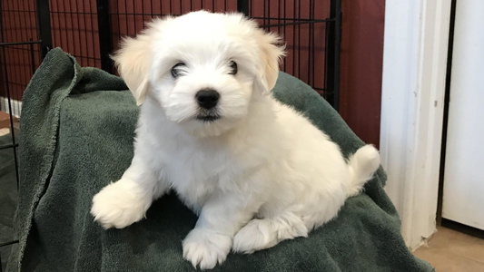 White Colored  Coton de Tulear of Spring, TX