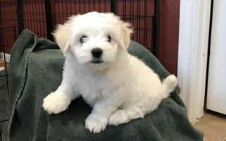 White Colored  Coton de Tulear of Spring, TX Coton de Tulear for Spring, TX