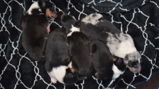 Black White And Tan Colored Brookwood Collies, Smooth & Rough