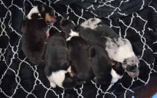 Black White And Tan Colored Brookwood Collies, Smooth & Rough Collie for Danville, PA