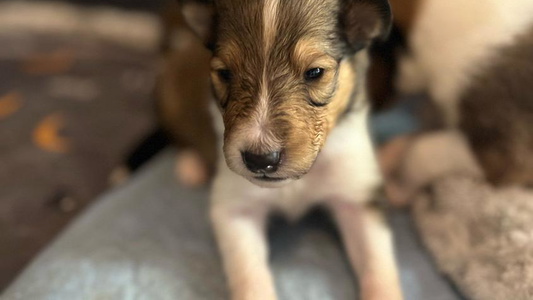 Sable Colored Jolly Collies