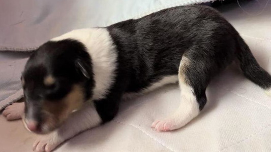 Black White And Tan Colored Lost Acres Collies