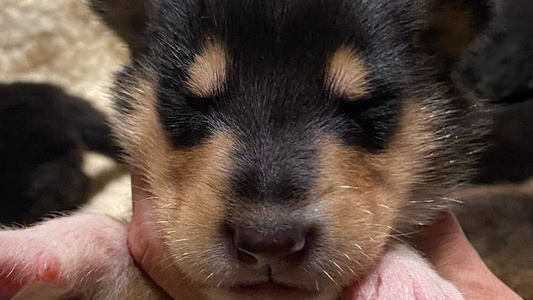 Black White And Tan Colored Cute Rohde Collies