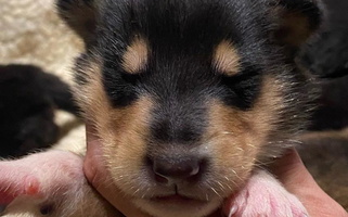 Black White And Tan Colored Cute Rohde Collies Collie for Tinley Park, IL