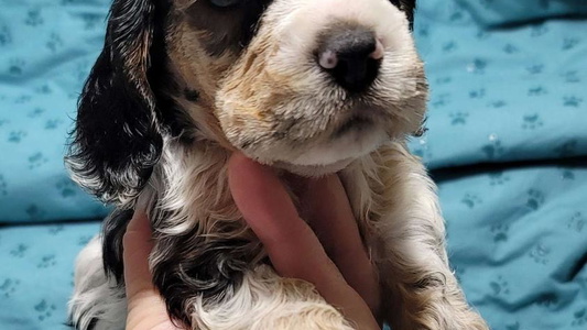 Black White And Tan Colored Reddick's American Cocker Spaniels