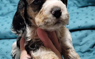 Black White And Tan Colored Reddick's American Cocker Spaniels Cocker Spaniel for Florence, SC