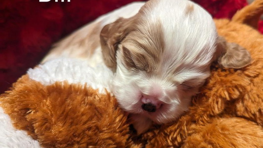 Black White and Tan Colored CZ's K-9s Cocker Spaniel