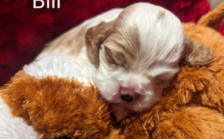 Black White and Tan Colored CZ's K-9s Cocker Spaniel Cocker Spaniel for Stillwater, OK