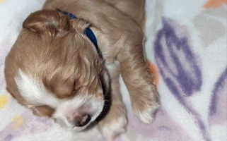 Buff Colored Cute Samuel's Cocker Spaniels Cocker Spaniel for Randleman, NC