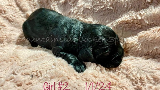 Black Colored Mountainside Cocker Spaniels