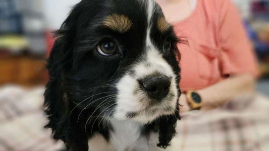 Black White And Tan Colored Domesticlife Cocker Spaniels