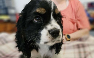 Black White And Tan Colored Domesticlife Cocker Spaniels Cocker Spaniel for Orchards, WA