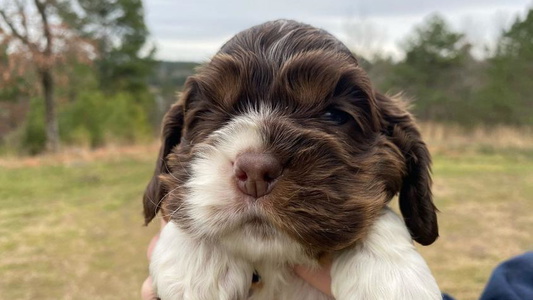 Brown White And Tan Colored Chocolate Cocker Spaniels