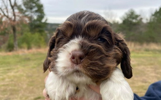 Brown White And Tan Colored Chocolate Cocker Spaniels Cocker Spaniel for Palestine, TX