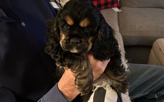 Black And Tan Colored Cockers of Country Lane Cocker Spaniel for Mason, MI