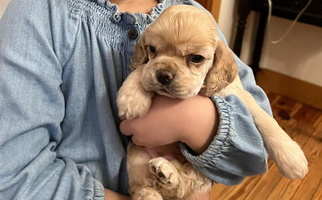 Cream Colored Acadia's Cockers Cocker Spaniel for Church Point, LA