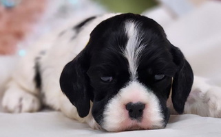 Black White And Tan Colored CuttinBlue Farms Cocker Spaniel for Bonsall, CA