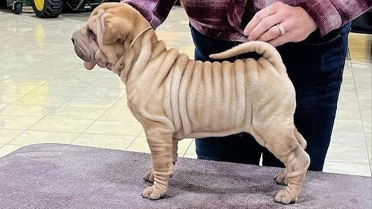 Cream Colored Prairieland Kennels