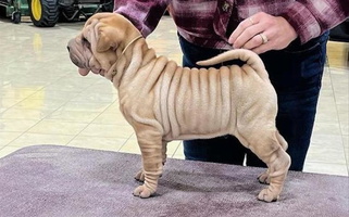 Cream Colored Prairieland Kennels Chinese Shar-Pei for Springfield, IL