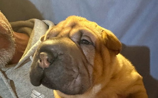 Fawn Colored Cute Blackwitch Farms Chinese Shar-Pei for Michigan Center, MI