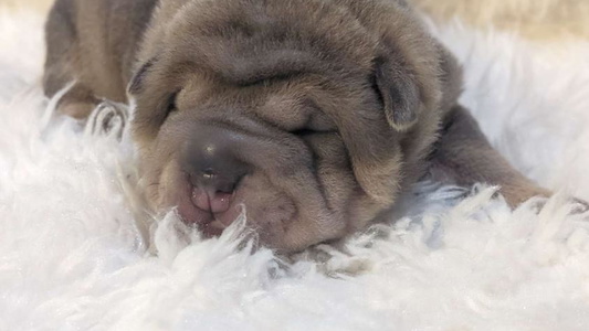 Blue Sable Colored Wrinkle Bum Shar-Pei