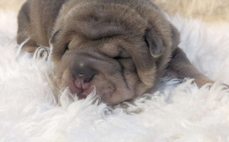 Blue Sable Colored Wrinkle Bum Shar-Pei Chinese Shar-Pei for Clarksville, TN