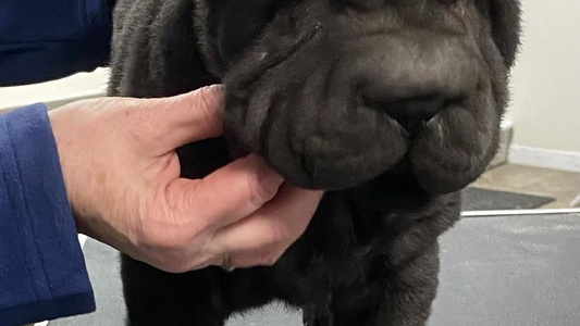 Black Colored Ruff-Cut Chinese Shar-Pei