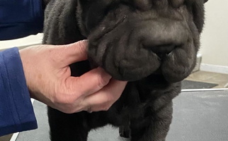 Black Colored Ruff-Cut Chinese Shar-Pei Chinese Shar-Pei for Clarksville, IN