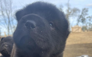 Black Colored Sweet HapPei House of Wrinkles Chinese Shar-Pei for Chipley, FL