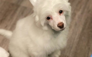 White Colored Cute Willow Creek Cresteds Chinese Crested for Eagle Mountain, UT