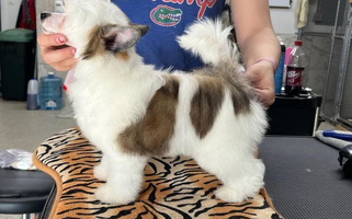 White And Chocolate Colored Sommer Standards & Chinese Cresteds Chinese Crested for Ocala, FL