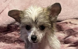 Sable Colored Breezy Meadows Chinese Crested for Pine City, MN